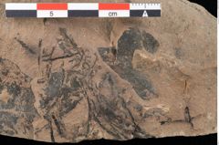Foto (Detailansicht) von Cystoseira communis Unger (NHMW-GEO-2024-0188-0099)